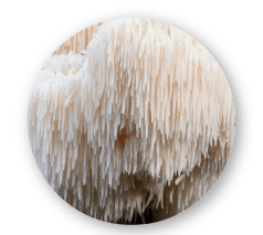 NeuroVera-Lion’s Mane Mushroom