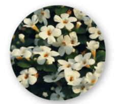 NeuroVera-Bacopa Monnieri